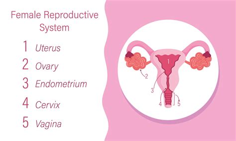 pic of females|pics of female reproductive system.